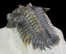 Metacanthina Trilobite - Lghaft, Morocco #64415-6